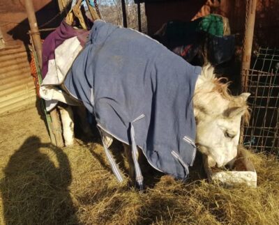 cal-abandonat-intr-un-sant-din-localitatea-baicoi.-animalul-inghetat-si-cu-un-picior-fracturat,-salvat-de-voluntari