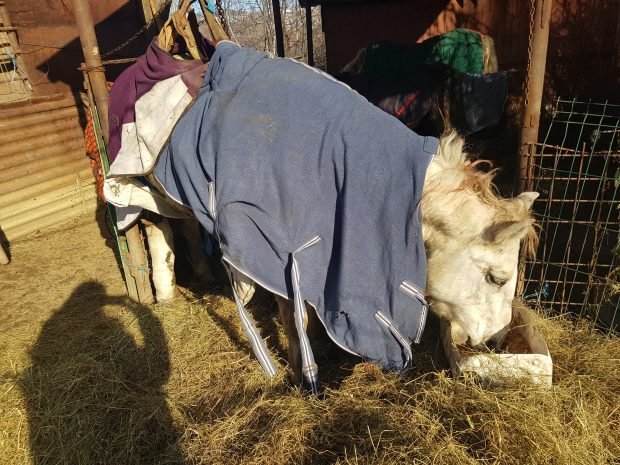 cal-abandonat-intr-un-sant-din-localitatea-baicoi.-animalul-inghetat-si-cu-un-picior-fracturat,-salvat-de-voluntari